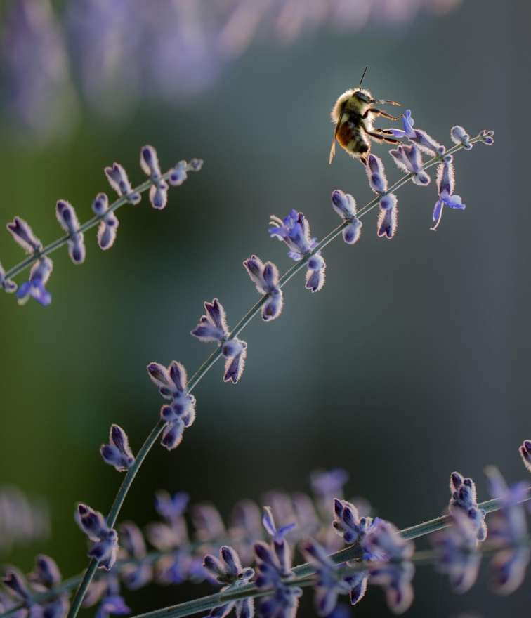 a bee on a flower