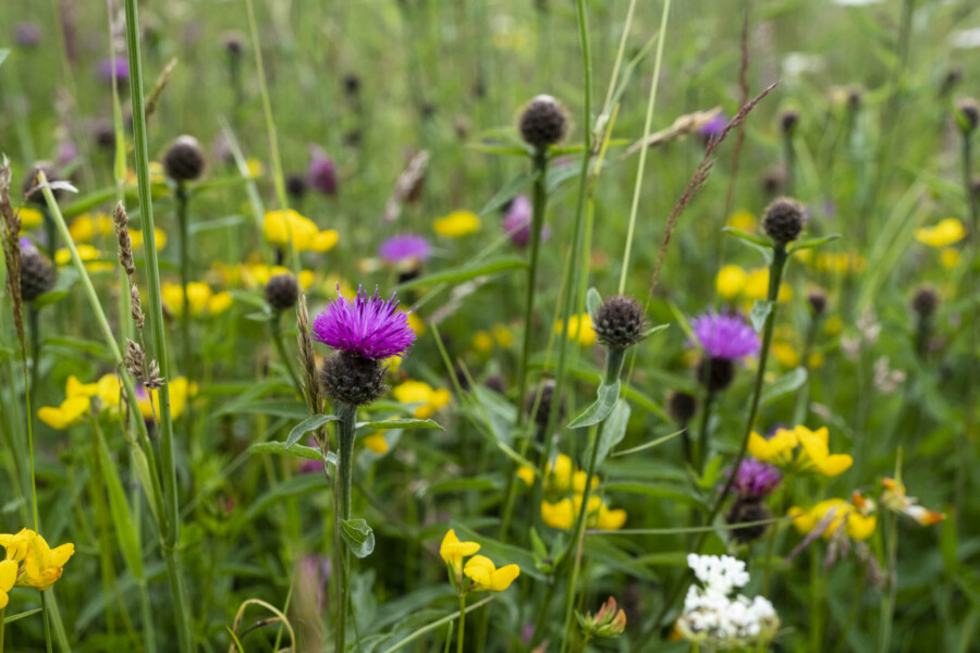 A meadow up close c Matt Pitts Plantlife